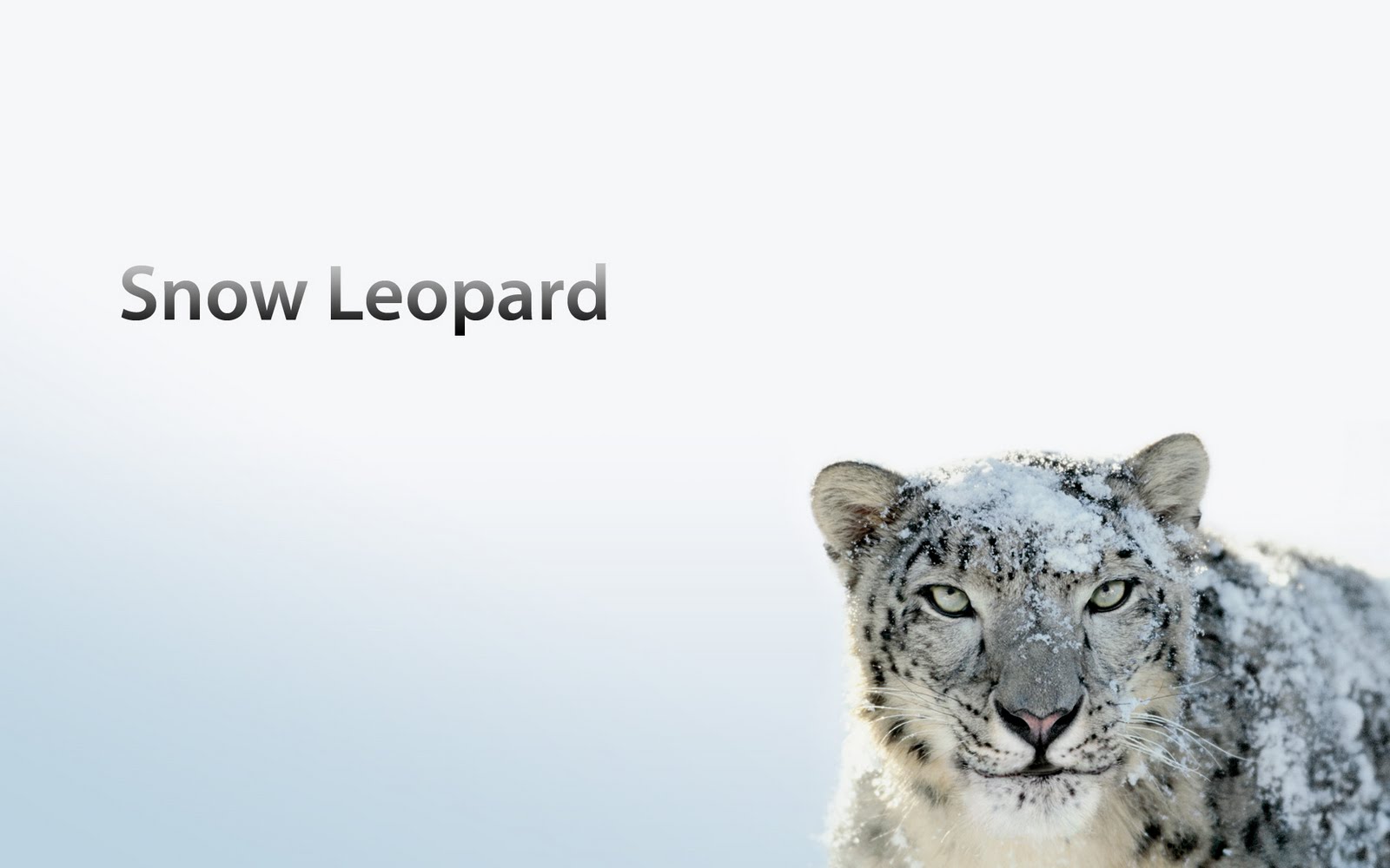 Buy mac snow leopard 10.6.3 download